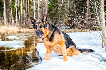 Dog German Shepherd in the forest in an early spring