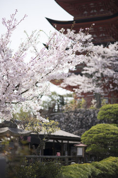 宮島の桜
