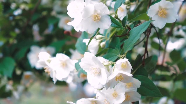 beautiful jasmine white flowers in summer day folcus pull