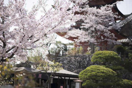 宮島の桜
