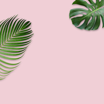 Green tropical leaves on pink background with copy space minimal design