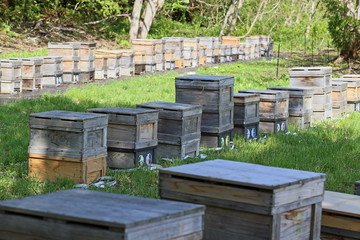蜜蜂の巣箱