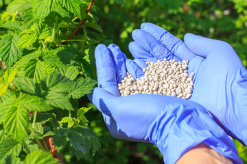 Farmer hands in rubber gloves giving chemical fertilizer to bushes of raspberries - obrazy, fototapety, plakaty