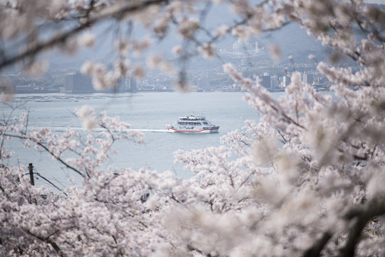 宮島の桜
