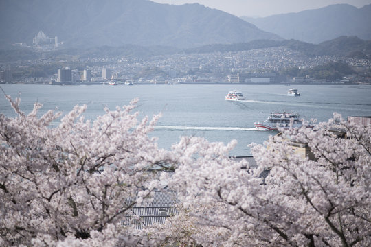 宮島の桜
