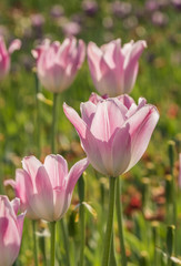 Beautiful spring , multi-colored tulips planted.