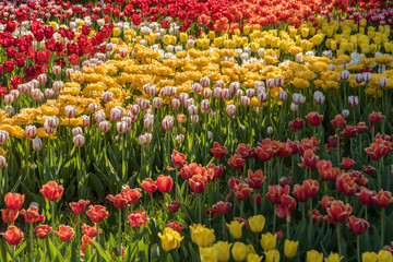 Beautiful spring , multi-colored tulips planted.