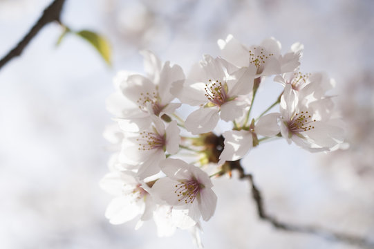 宮島の桜
