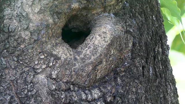 Bird Upupidae  raising a small bird in a tree hole