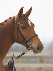 Fototapeta premium Horse In the Show Ring