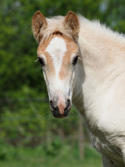 Obraz premium Haflinger Foal Head Shot