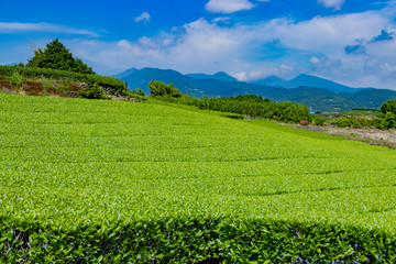 Fototapeta na wymiar 静岡県富士市　富士山と茶畑