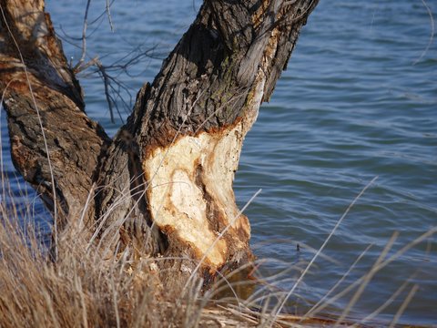 The remaining part of a tree left by a beaver by the side of a lake