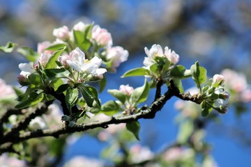 Branch with White Apple Blossoms in Spring, Bright Blue Sky