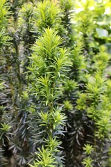 New Branch of Taxus, Bright Green in Spring
