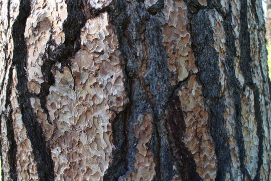 Bark of Pinus jeffreyi  in garden of Buchlovice castle, Czech republic 