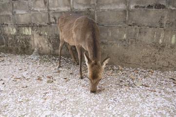 宮島の桜と鹿
