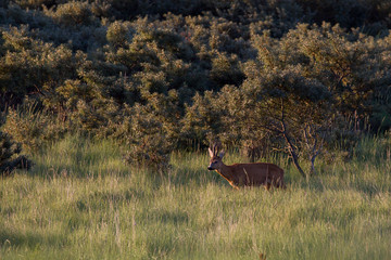 Ein Rehbock (Capreolus capreolus) am frühen Morgen auf der Nordseeinsel Juist in Nordfriesland, Deutschland, Europa.