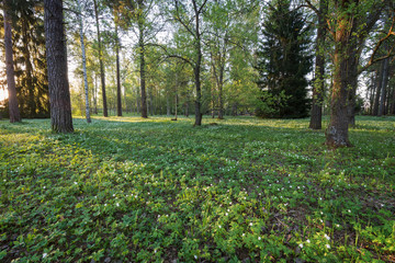 Obraz premium Lush foliage at the Piikahaka greenspace and meadow in Tampere, Finland, at sunrise in the summertime.