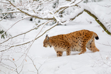 Luchs (Lynx lynx) im Winter im Tier-Freigelände im Nationalpark Bayrischer Wald, Deutschland.