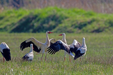 Obraz premium Weißstörche (Ciconia ciconia)