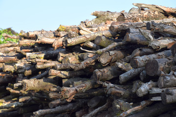 dry branches of old firewood for cold seasons 