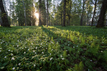 A lot of Wood anemore flowers and wood horsetail plants at the lush Piikahaka greenspace and meadow in Tampere, Finland, at sunrise in the summertime.