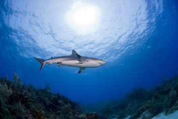Caribbean reef shark bottom view swimming above the reef in clear blue water with the sun in the background