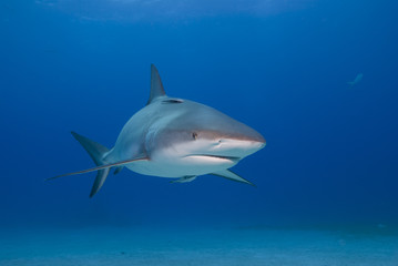 Fototapeta premium Caribbean reef shark with open mouth from the front in clear blue water