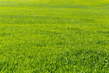 Obraz premium beautiful Green field