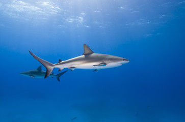 Naklejka na ściany i meble Caribbean reef shark in clear blue water with other sharks and sun in the background