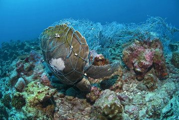 Dead Sea Turtle entangled in a fishing net and strangled to death / Ocean Environmental Destruction / Marine Protection