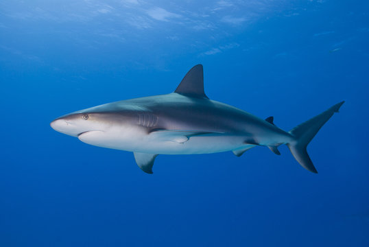 Caribbean reef shark bottom up from the side in clear blue water