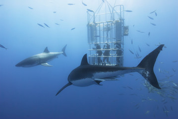 Great white sharks in front of a diving cage with scuba divers