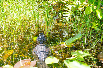American Alligator in Florida Wetland. Everglades National Park in USA.