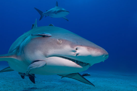 Lemon shark from the front showing sharp rows of teeth