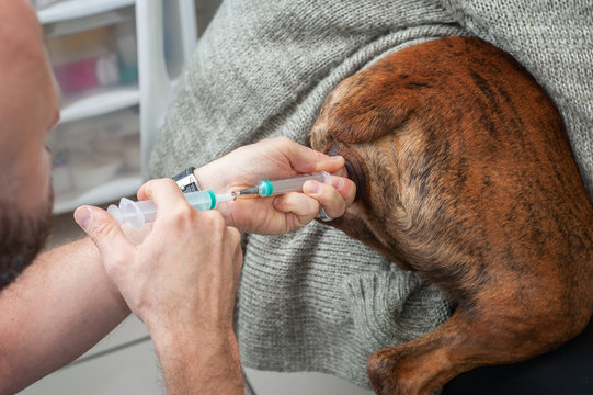 l'ins&eacute;mination artificielle chien&nbsp;,un acte ad&eacute;quat pour contourner l'absence de saillie de vos animaux. 