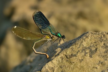 Banded Demoiselle - Calopteryx splendens mating, laying eggs