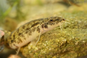 Stone Loach - Barbatula barbatula fish under water
