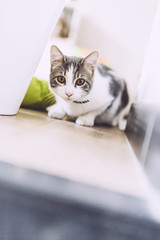 Jeune chat tigré blanc