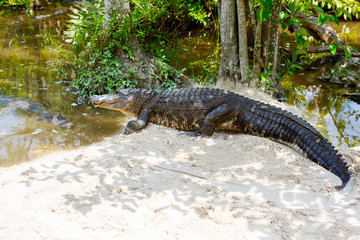 American Alligator in Florida Wetland. Everglades National Park in USA.