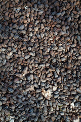 pine cones backrgound