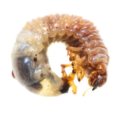 beetle larva on white background