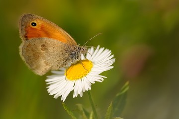 The small heath (Coenonympha pamphilus) feeding nectar. Beautiful little butterfly sitting on the white and yellow blossom.