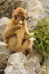 Young Barbary macaque - Macaca silvanus plucking flower
