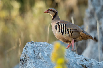 Chukar (Alectoris chukar) on the rock in Corfu, Greece