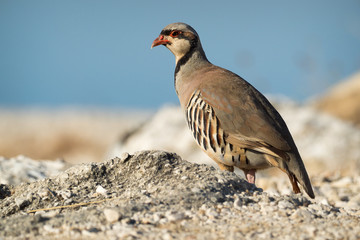 Chukar (Alectoris chukar) on the rock in Corfu, Greece