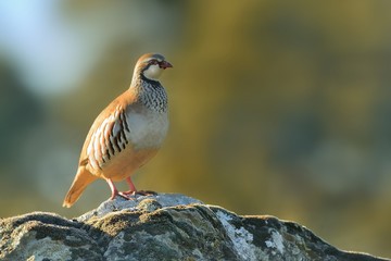 Red-legged Partridge (Alectoris rufa) on a meadow