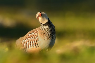 Red-legged Partridge (Alectoris rufa) on a meadow