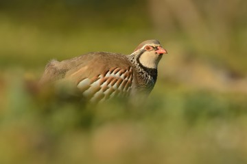 Red-legged Partridge (Alectoris rufa) on a meadow